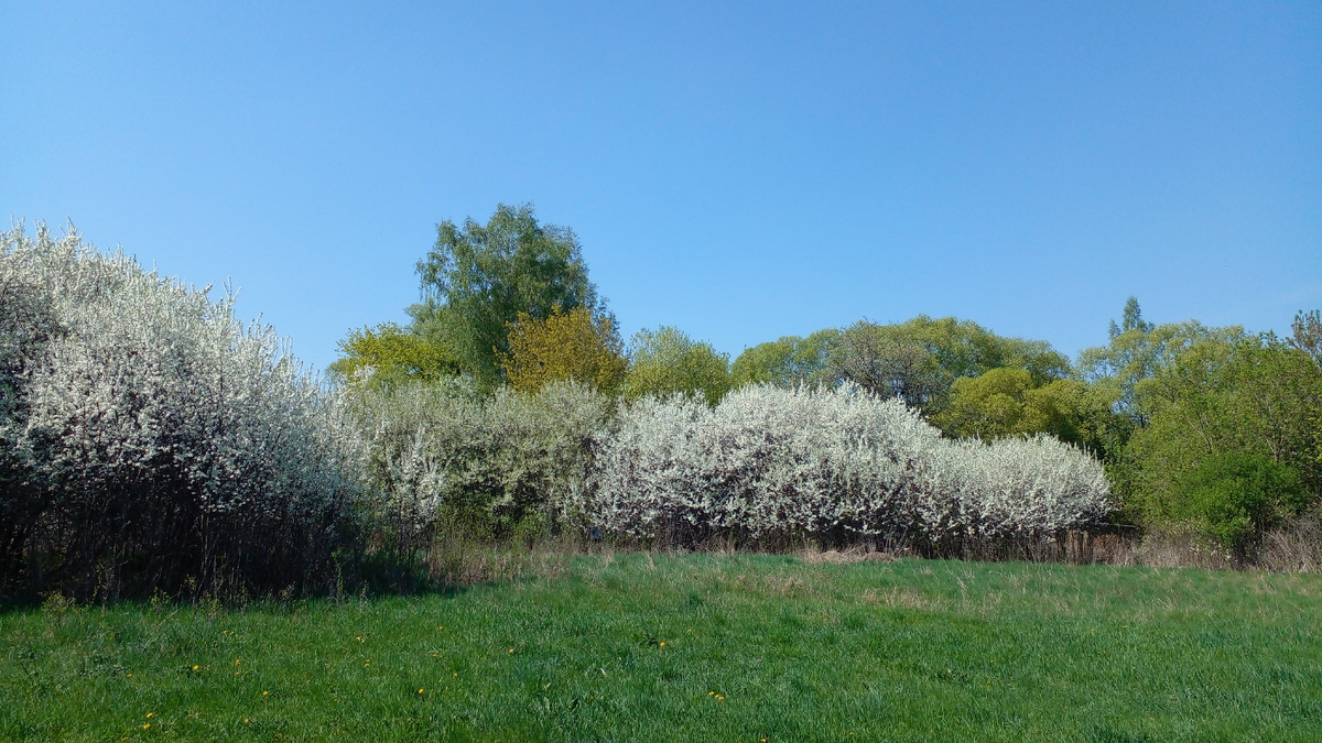 Сливы и терновник