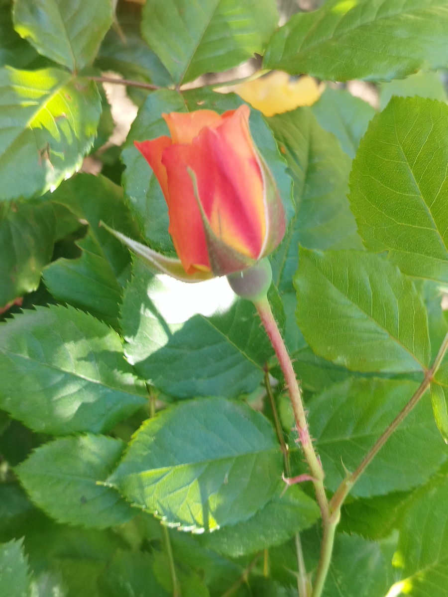 Принесите цветы на Радоницу 