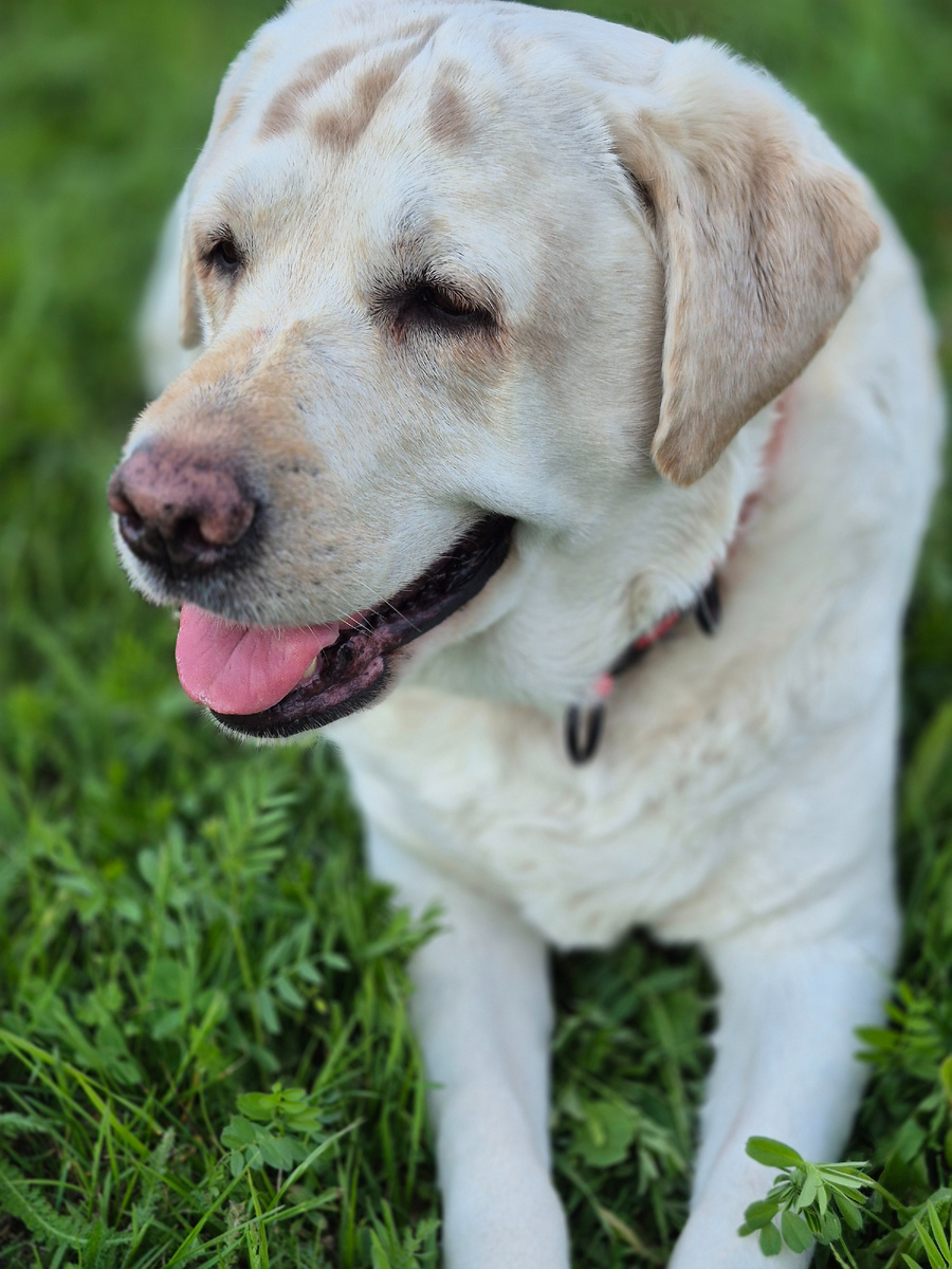 Собака Персея.