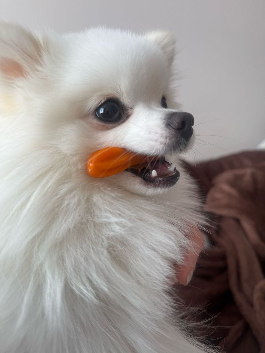 Ждет когда будет команда 