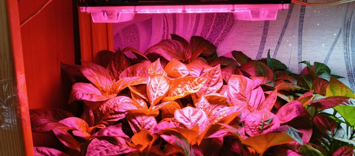 Перец под красной лампой.