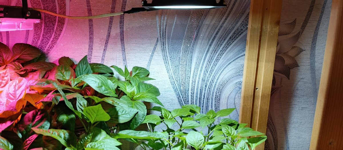 Перец под белой лампой.