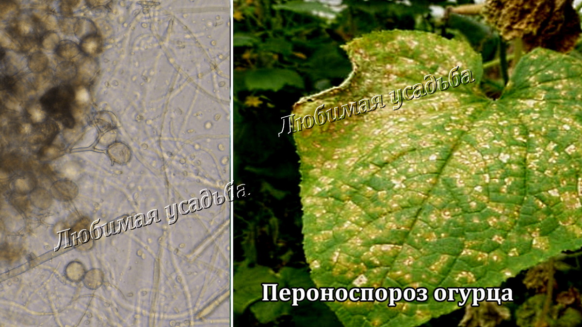 Посмотрите,как выглядит больной пероноспорозом лист.