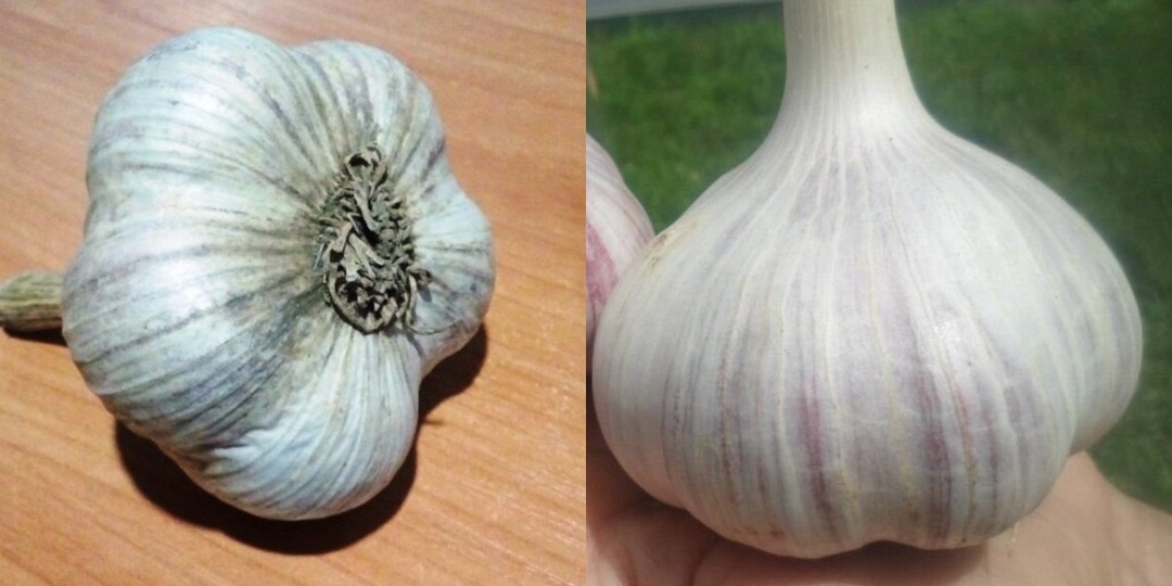 Кормлю органический чеснок травяным настоем. 4 сорняка с грядки заменили минеральные удобрения