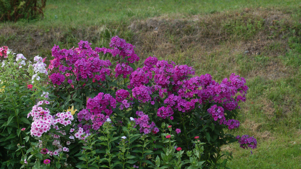 Флокс, сорт которого неизвестен, прекрасно самоочищается.