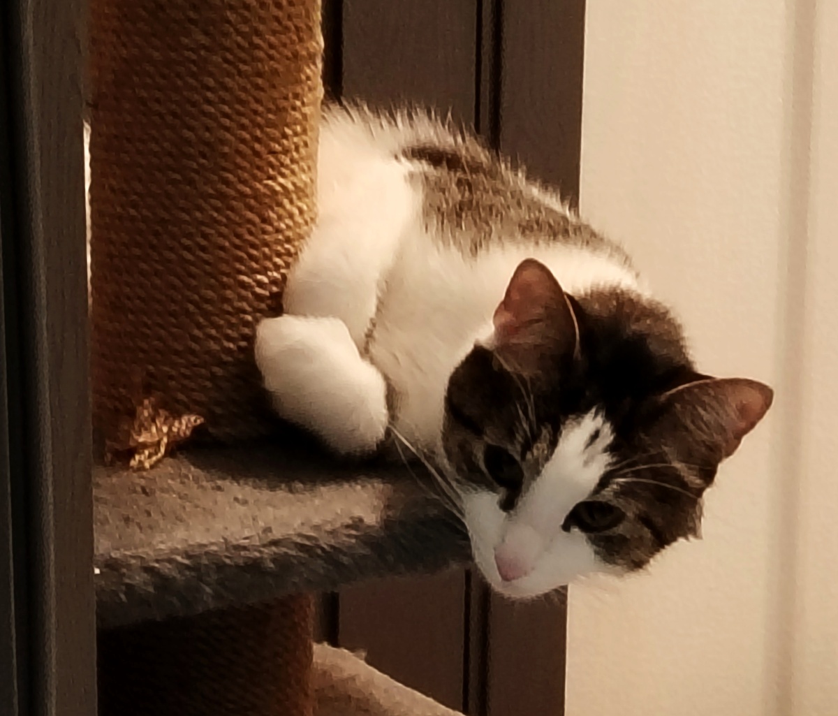 Тоже своего рода кот баюн :) 