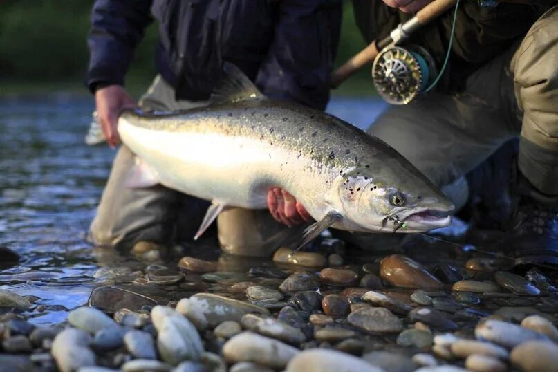 Дальневосточный лосось 