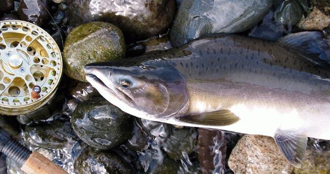 Дальневосточный лосось 