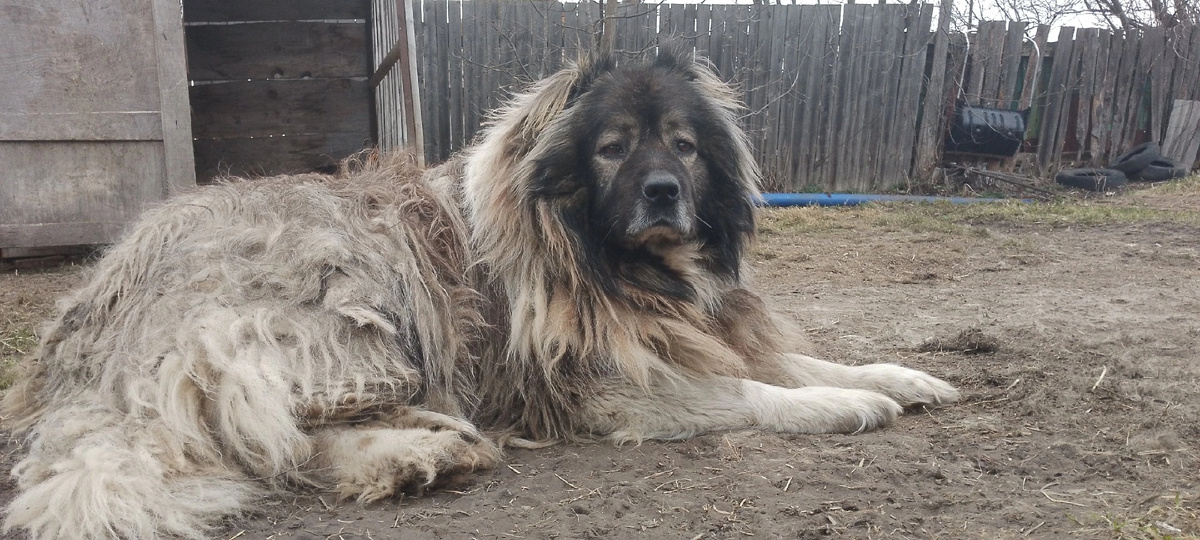 Если бы работал этот закон, Барона давно бы не было . Сейчас он домашний любимец 