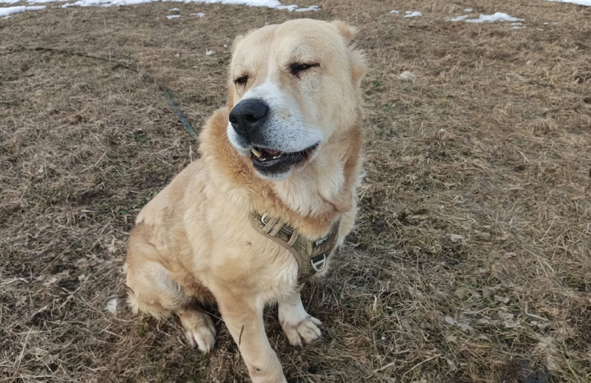  Мы спасли этого великана. Вулкан жив.