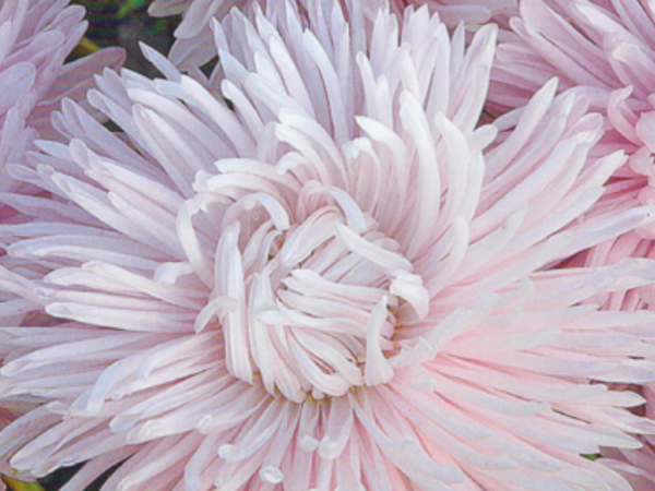 Астра Лиза. Скрин автора с пакета семян