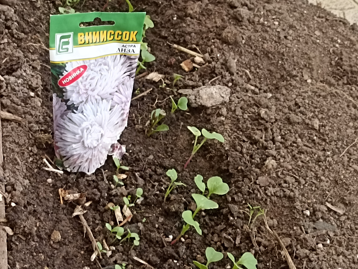 Дружные всходы астры Лиза (100%) на грядке в неотапливаемой теплице. Фото автора А рядом редиска.