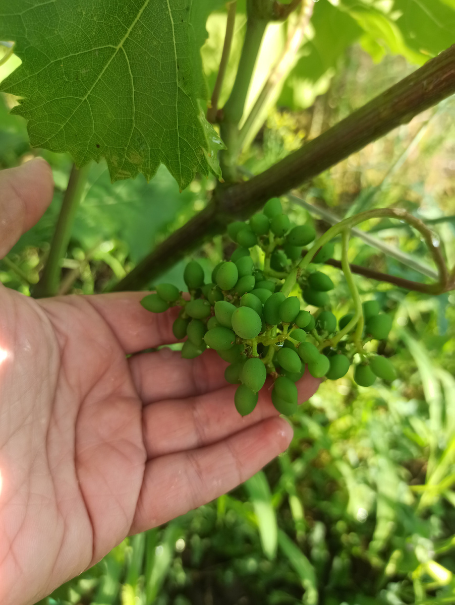 Малюсенькая первая гроздь Венгерского в стадии гороха 