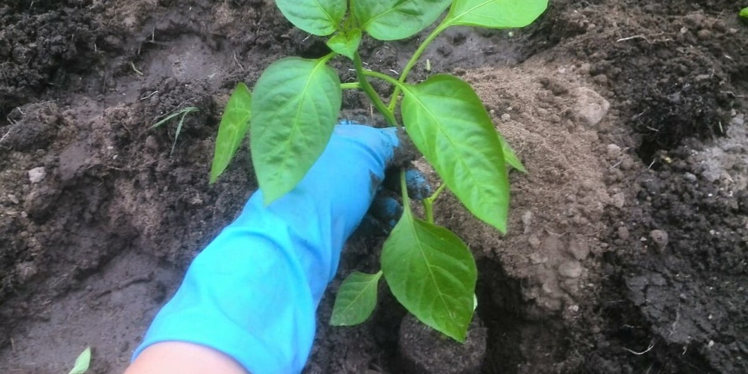 1 ч. л. на 5 литров воды для рассады перца. Секрет идеальной адаптации