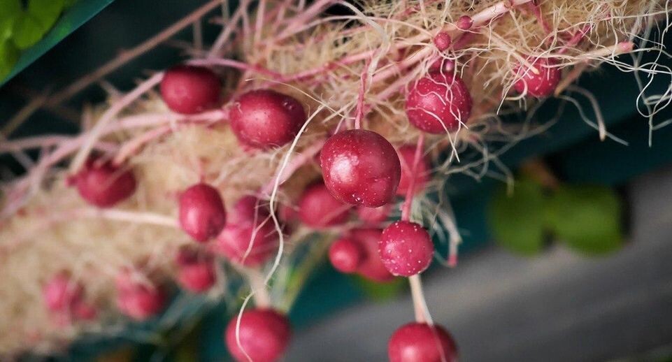    ООО «Дока-Генные Технологии»
