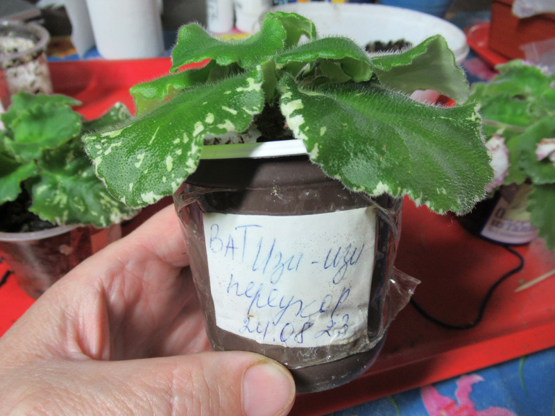 Эта фиалка уже была переукоренена в августе 24 года - давно!