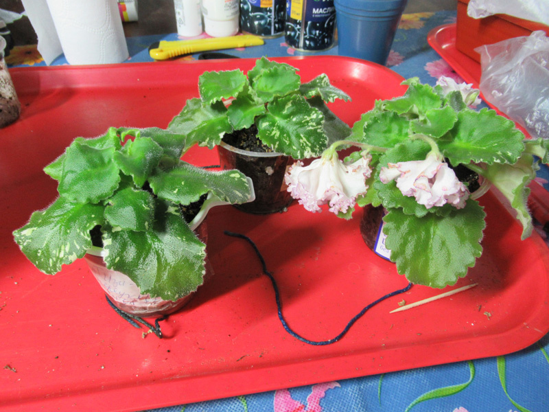 Сегодня я переукоренила 8 таких фиалок