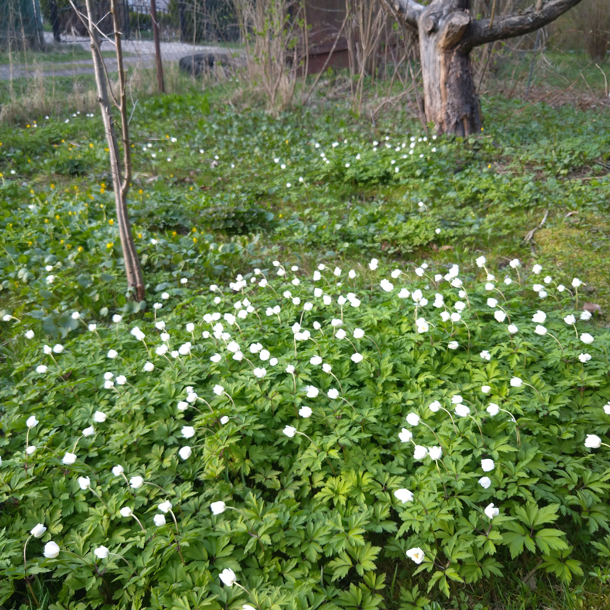 Анемона лесная, ветреница