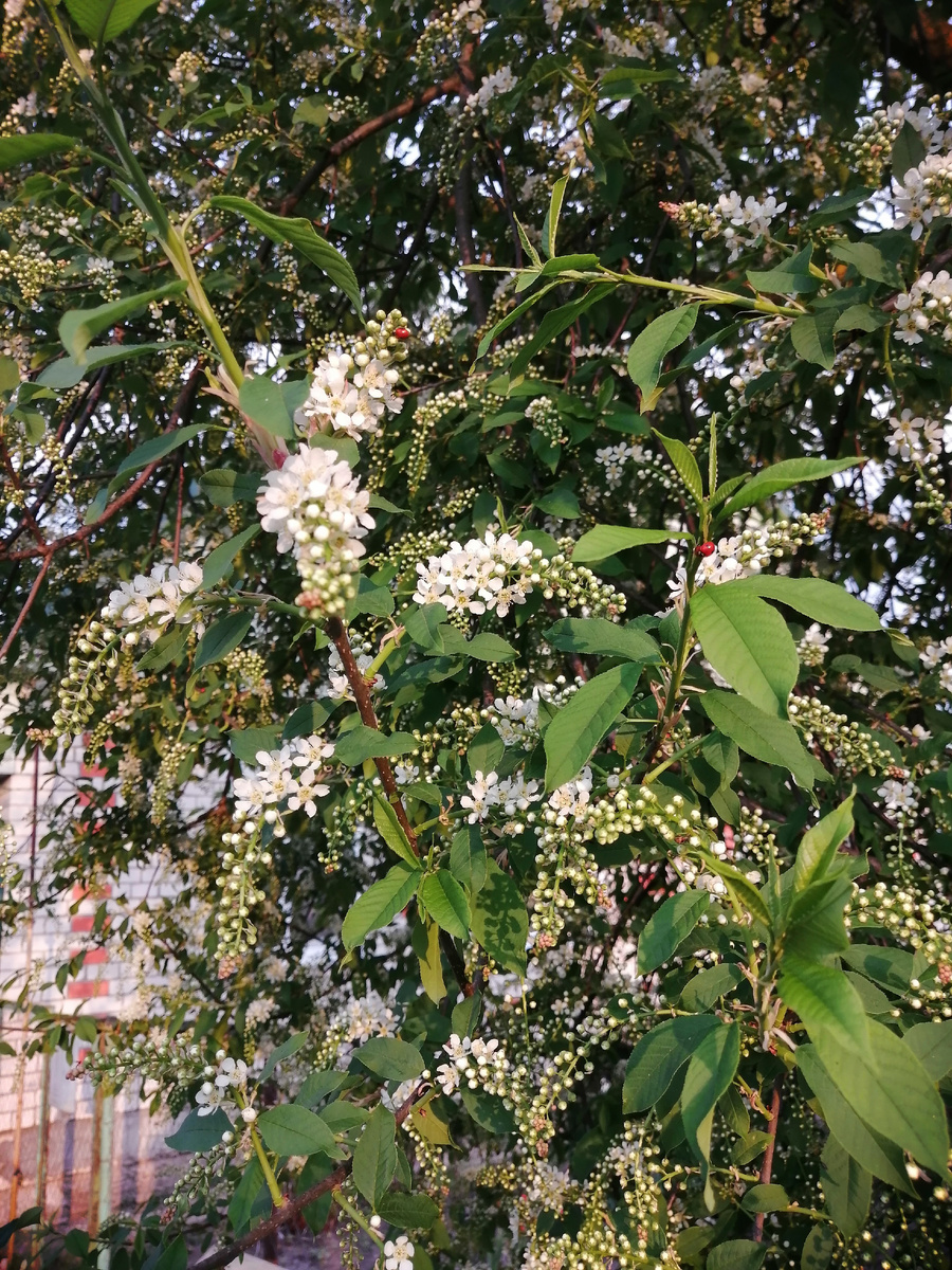 Черемуха около нашего дома