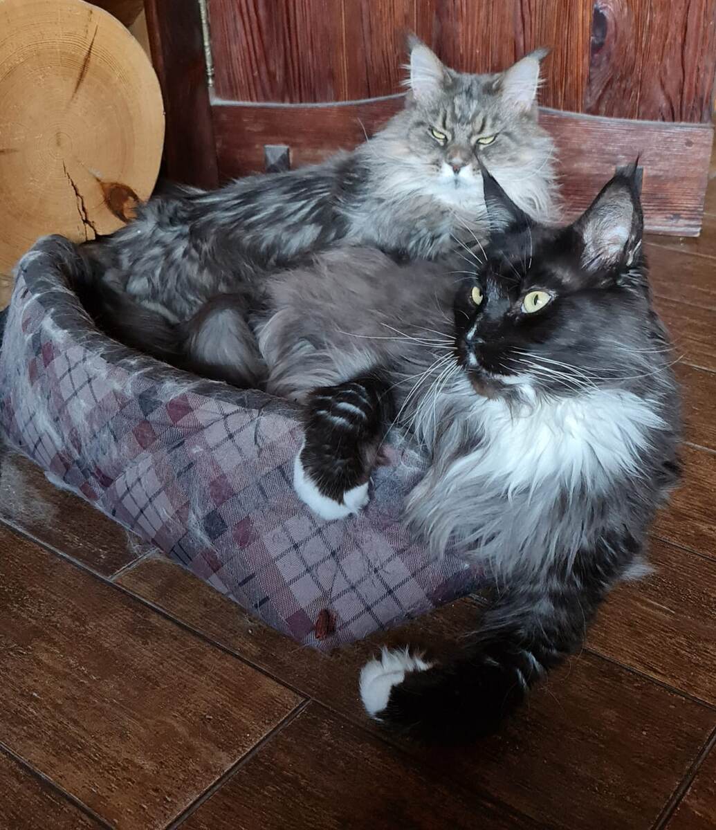 Джина и Бакарди 