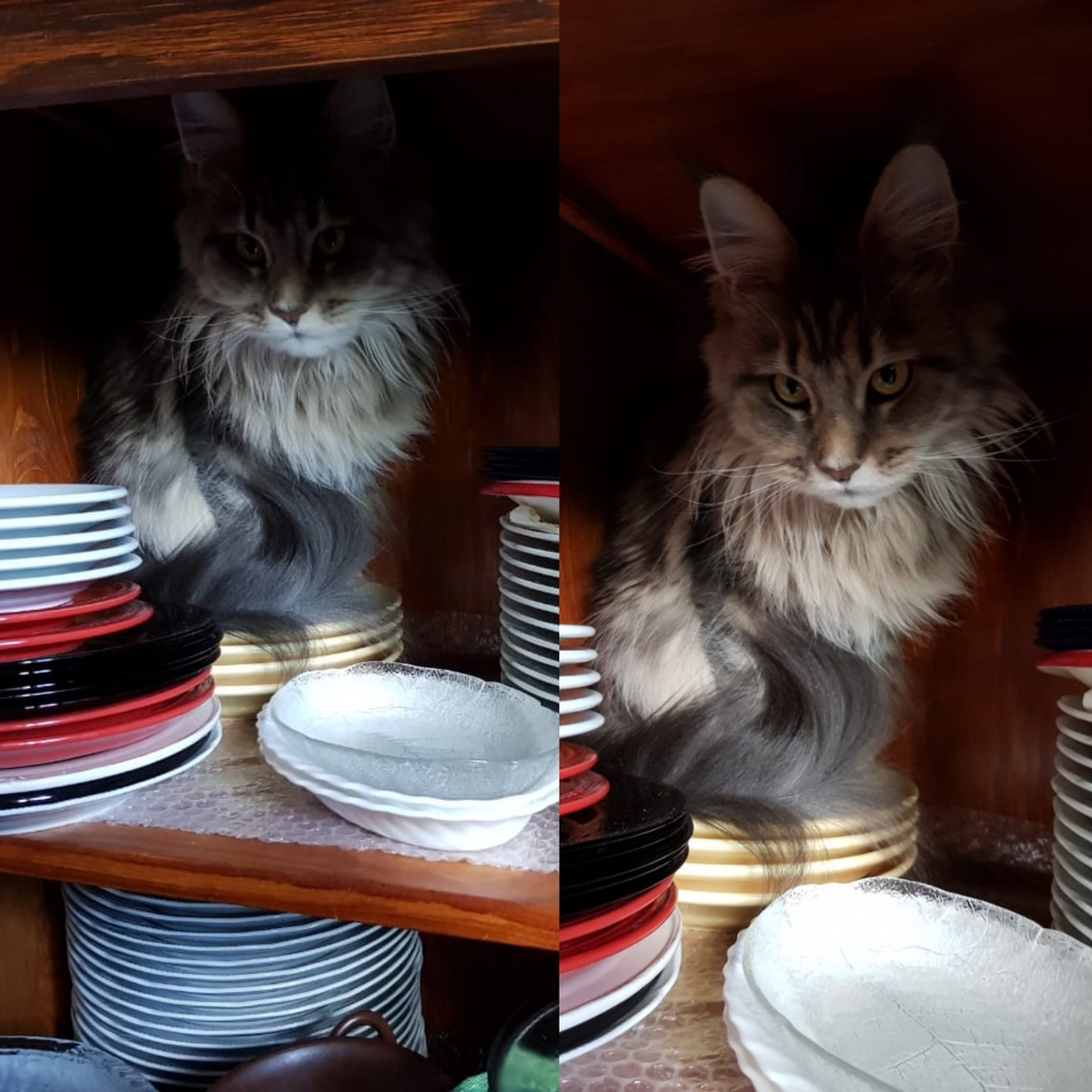 Джина в буфете