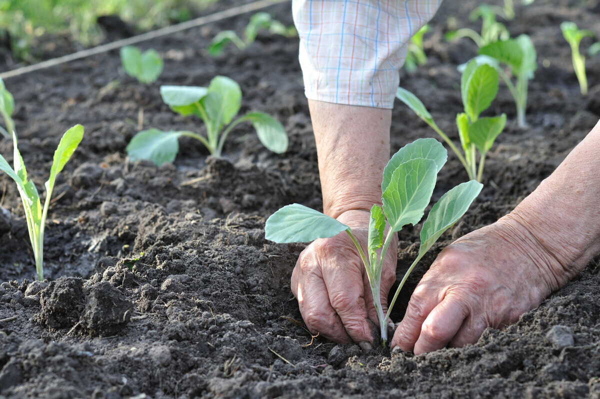 Фото: yuris / Shutterstock