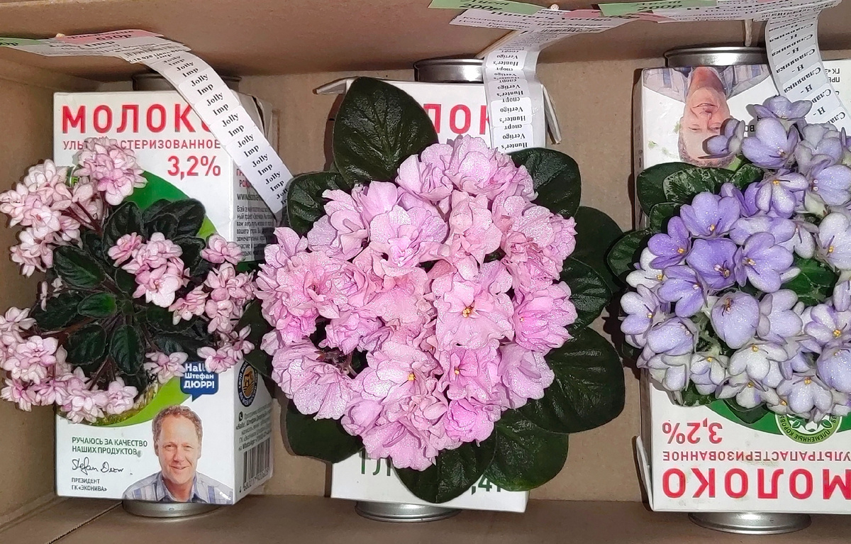 Фото автора