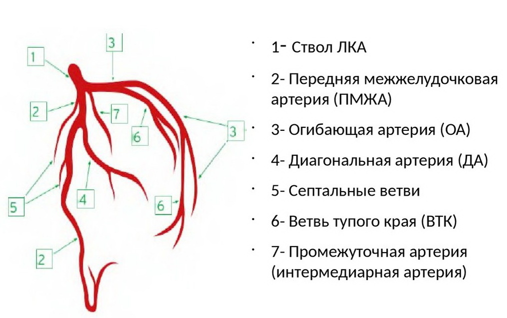Кровоснабжение сердца осуществляется правой и левой коронарными артериями. На этой схеме показана анатомия ветвей левой коронарной артерии. Передняя межжелудочковая артерия (или ветвь) отмечена цифрой 2. Ветвь питает переднюю стенку, перегородку и огибает верхушку, снабжая и часть задней стенки сердца.