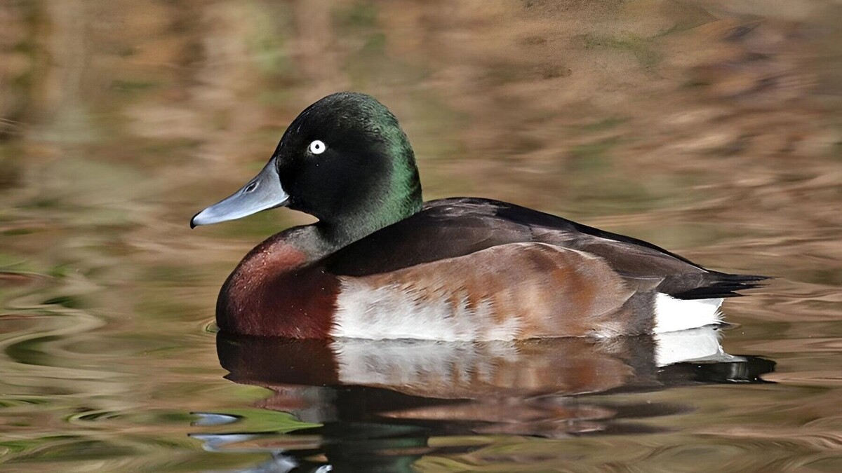     Источник: Красная книга Амурской области