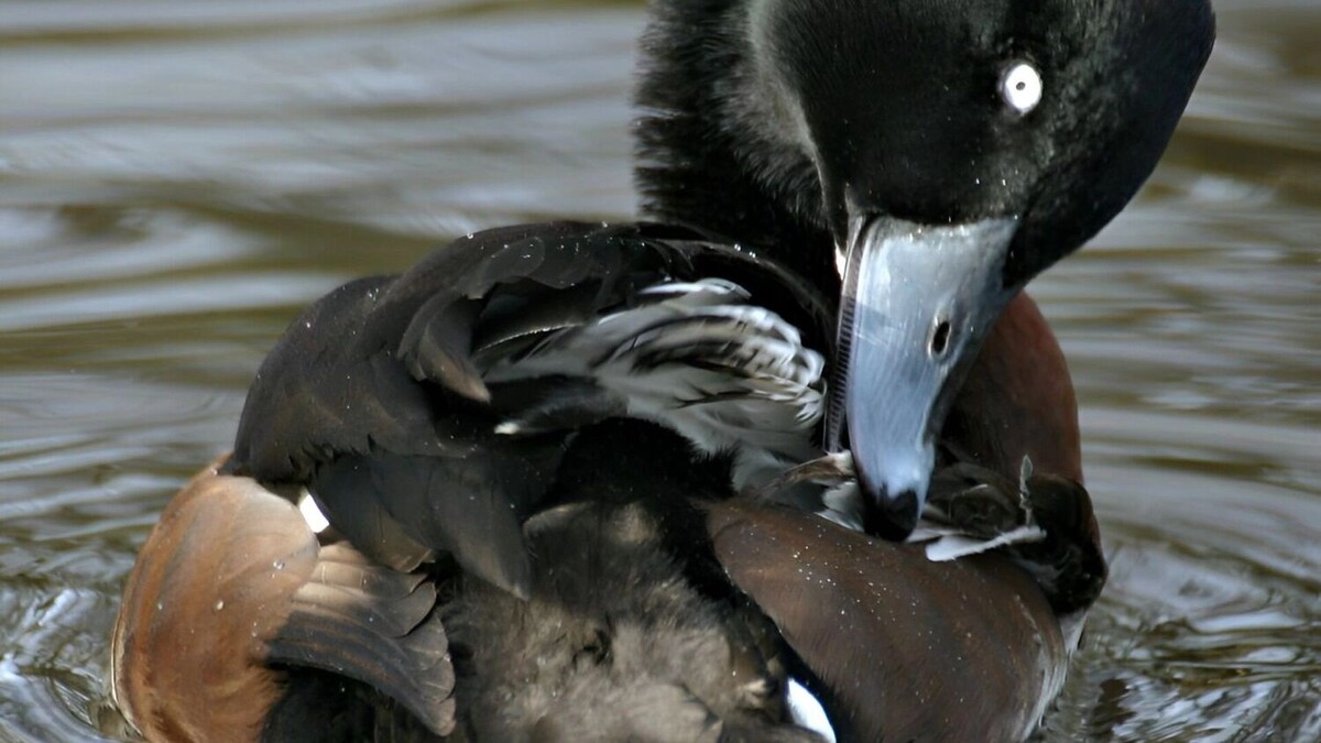     Источник: Красная книга Амурской области