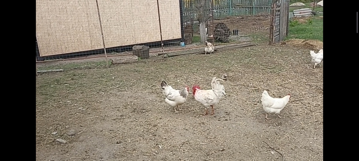 Курочка жалеет своего кавалера.