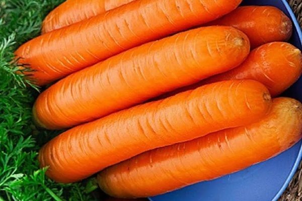 Особенности посадки и выращивания моркови сорта Нантская 4