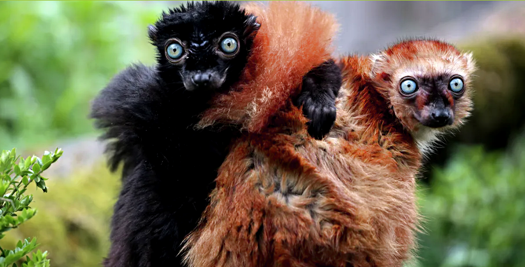 Самцы и самки лемуров, а также лошади и тенреки обычно имеют схожие размеры.