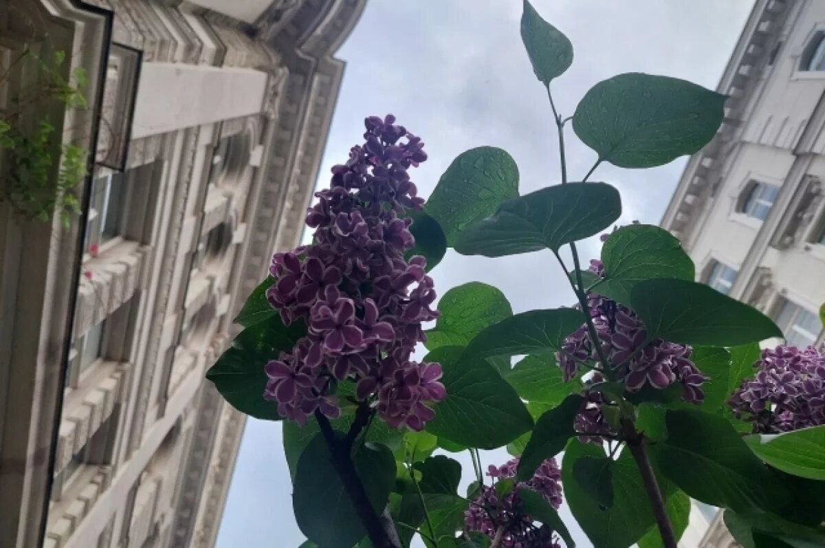    Новосибирцам рассказали о погоде на предстоящий май