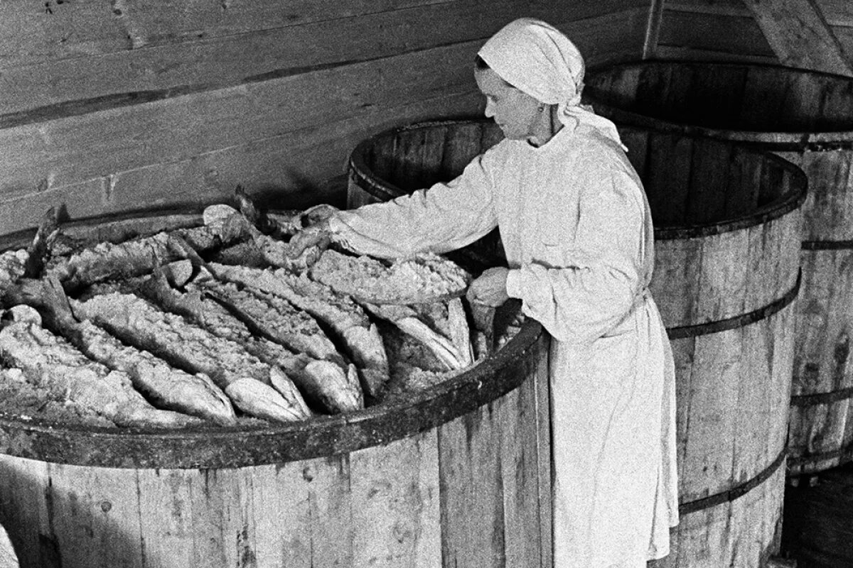    Засольная база Ульяновского рыбзавода, расположенного на берегу Волги, 1944 год.