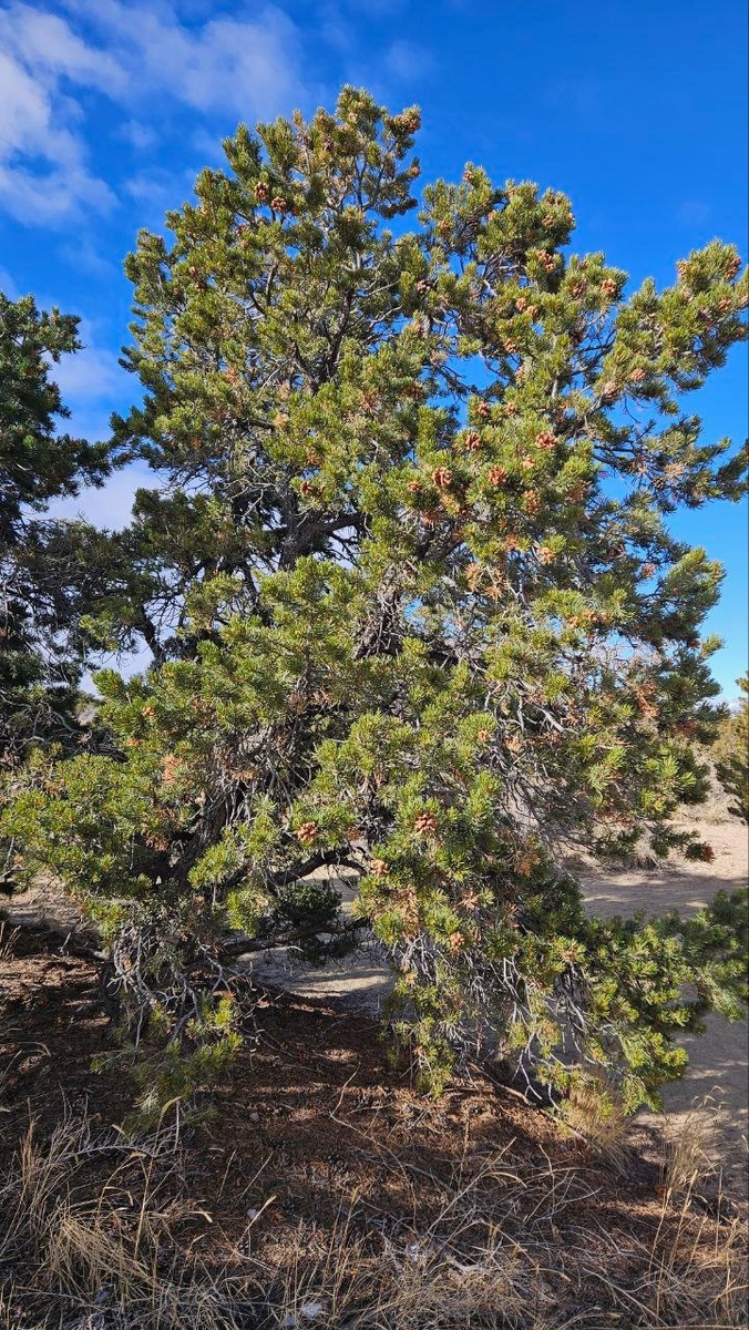 Общий вид сосны съедобной