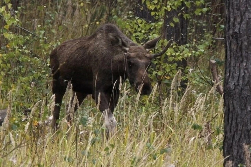    Фото: минприроды НСО (носит иллюстративный характер)