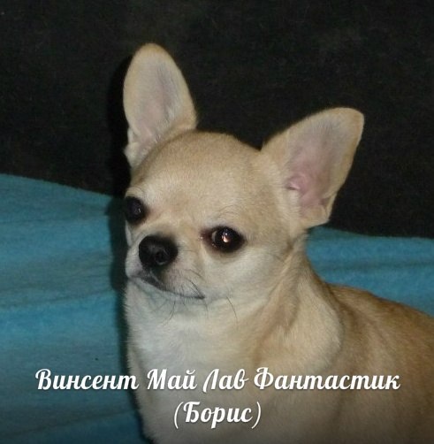 Винсент Май Лав Фантастик ( Борис ) - Юный Чемпион России , КЧР , КЧФ , 5xCW,  BOB MALE ,  BOB