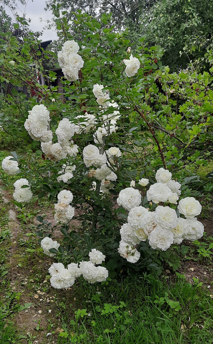 Этой безимяшке 20 лет. Одна из первых