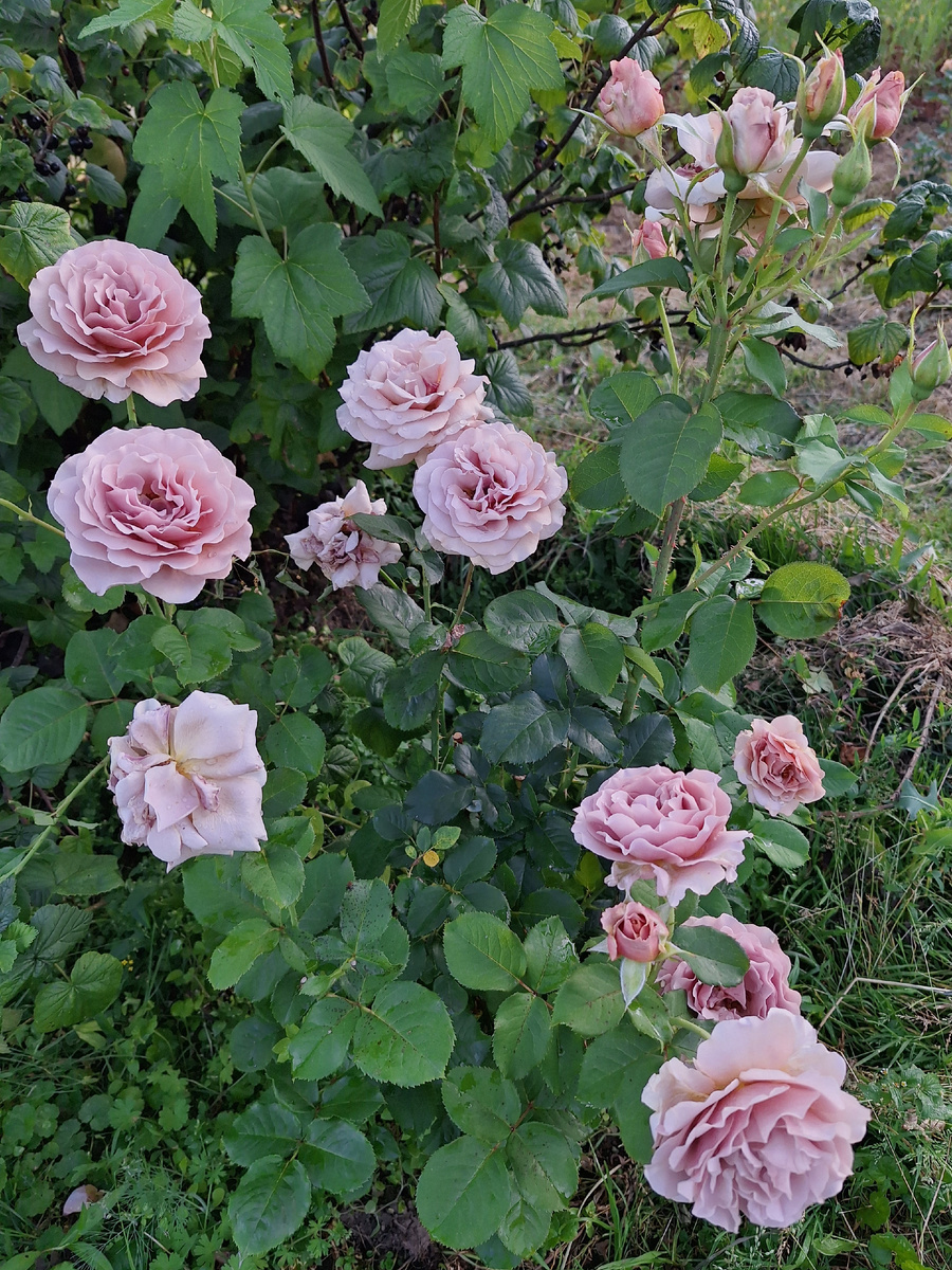 Мокароза. Фото автора 