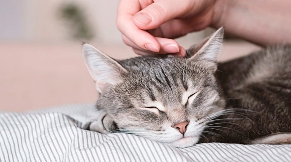 Фото: Sozina Kseniia / Shutterstock / FOTODOM
Если погладить кошку там, где ей это не нравится, или сделать это слишком сильно и торопливо, животное может укусить или поцарапать