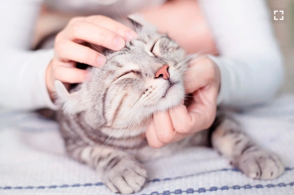 Фото: Nitiphonphat / Shutterstock / FOTODOM
Животное само должно определить, как долго его надо гладить и хочет ли оно вообще этого