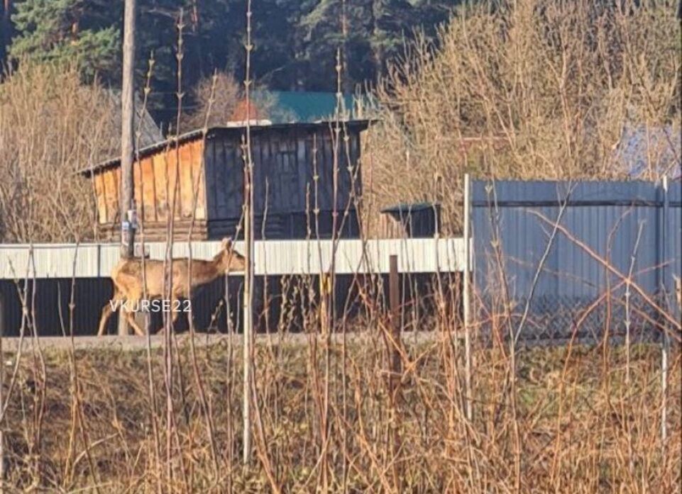    Лосенок, на которого якобы устроили охоту. Источник: "В курсе 22"