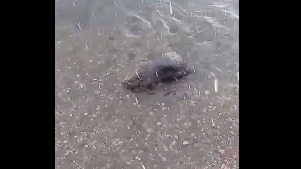     Источник: t.me/krasgorpark