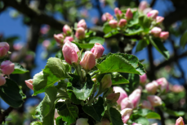 Яблоням и грушам эта подкормка нужна как вода. Выбирайте правильное время  📷

