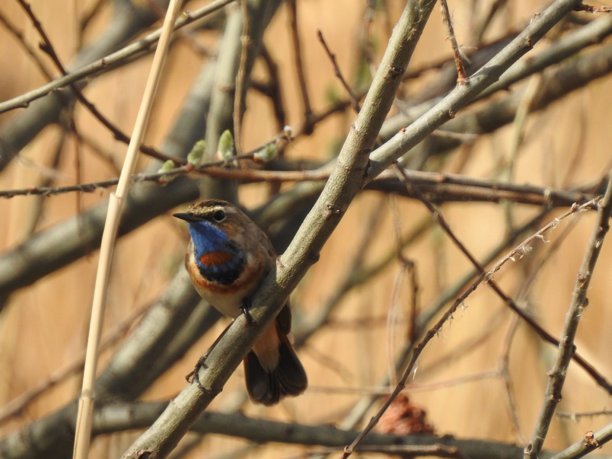 Варакушка, фото автора