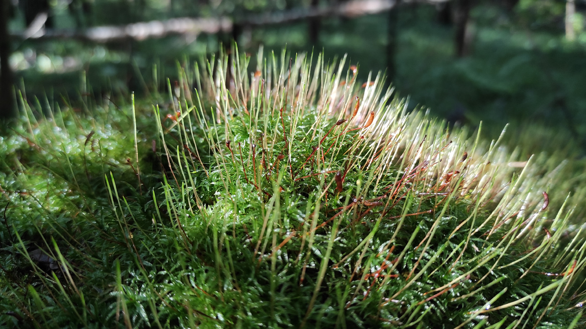 Это снято в том самом лесу. Дивные переливы света и тени на мхах, покрывшись погибшее дерево. Жизнь всегда берёт верх над смертью. 