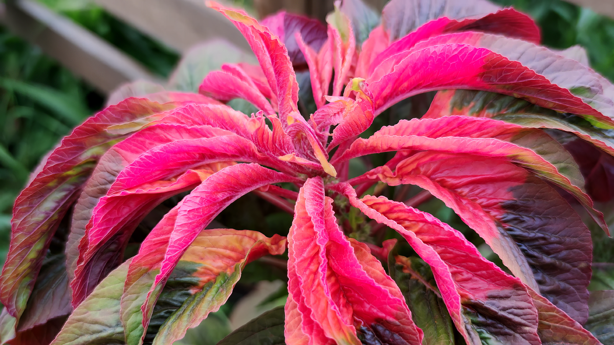 Амарант (Amaranthus)