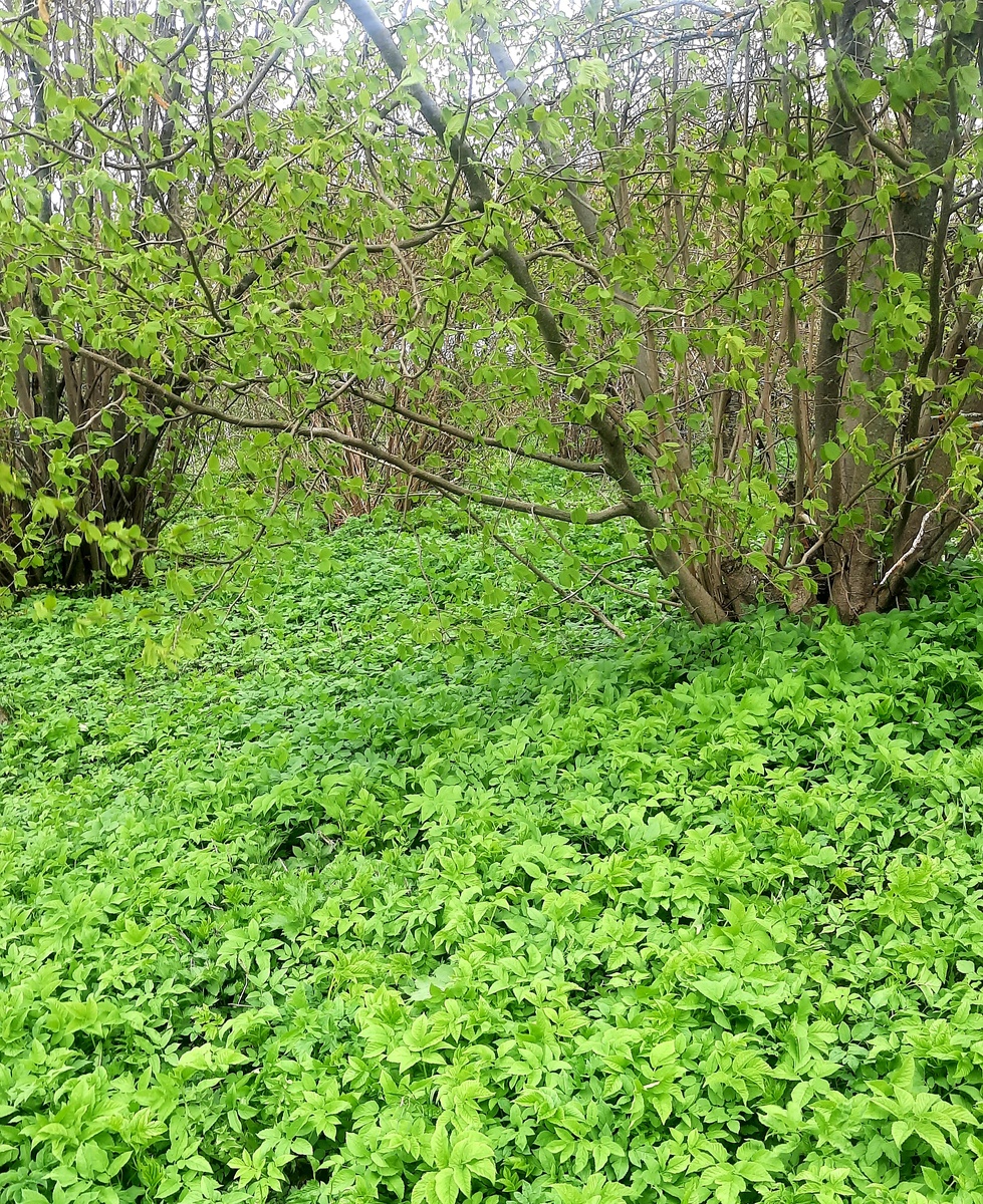 Фото автора. Дожили до сныти - теперь не пропадём!)