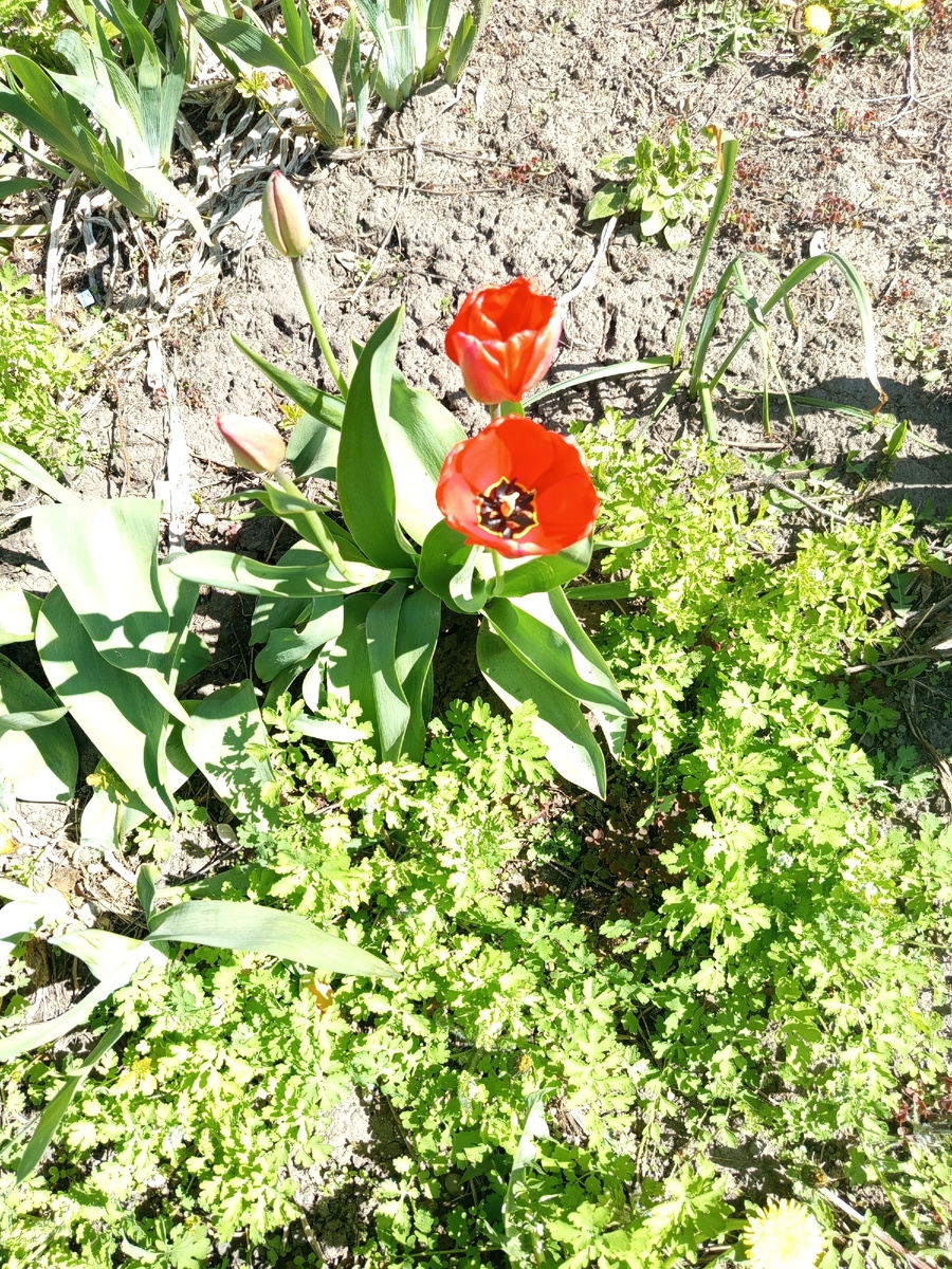 Тюльпаны возле дома.